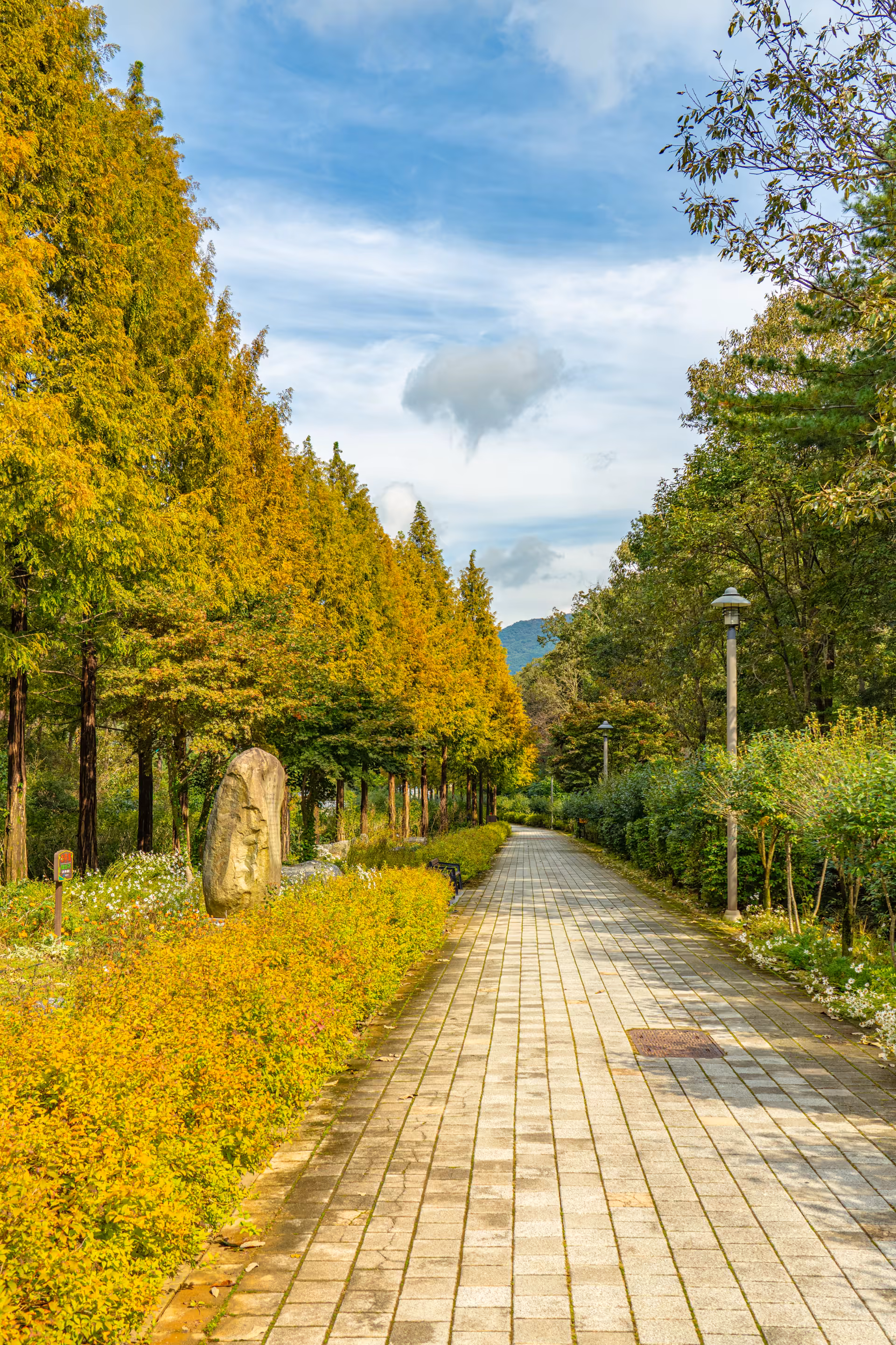 황갈색으로 물든 메타세쿼이아 가로수가 보도블록 산책로를 따라 늘어선 보령무궁화수목원 들머리