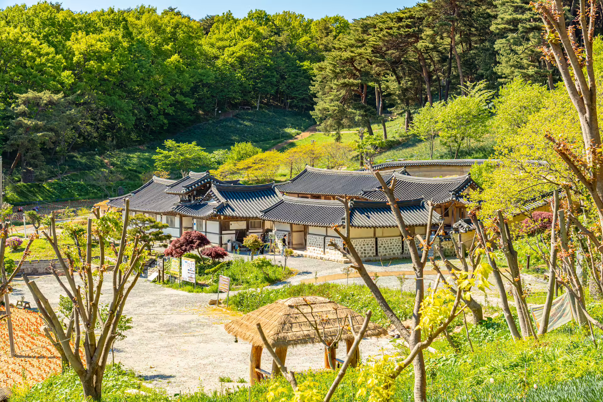 비탈 위에서 내려다본 유기방가옥의 기와지붕과 뒤편 소나무 숲