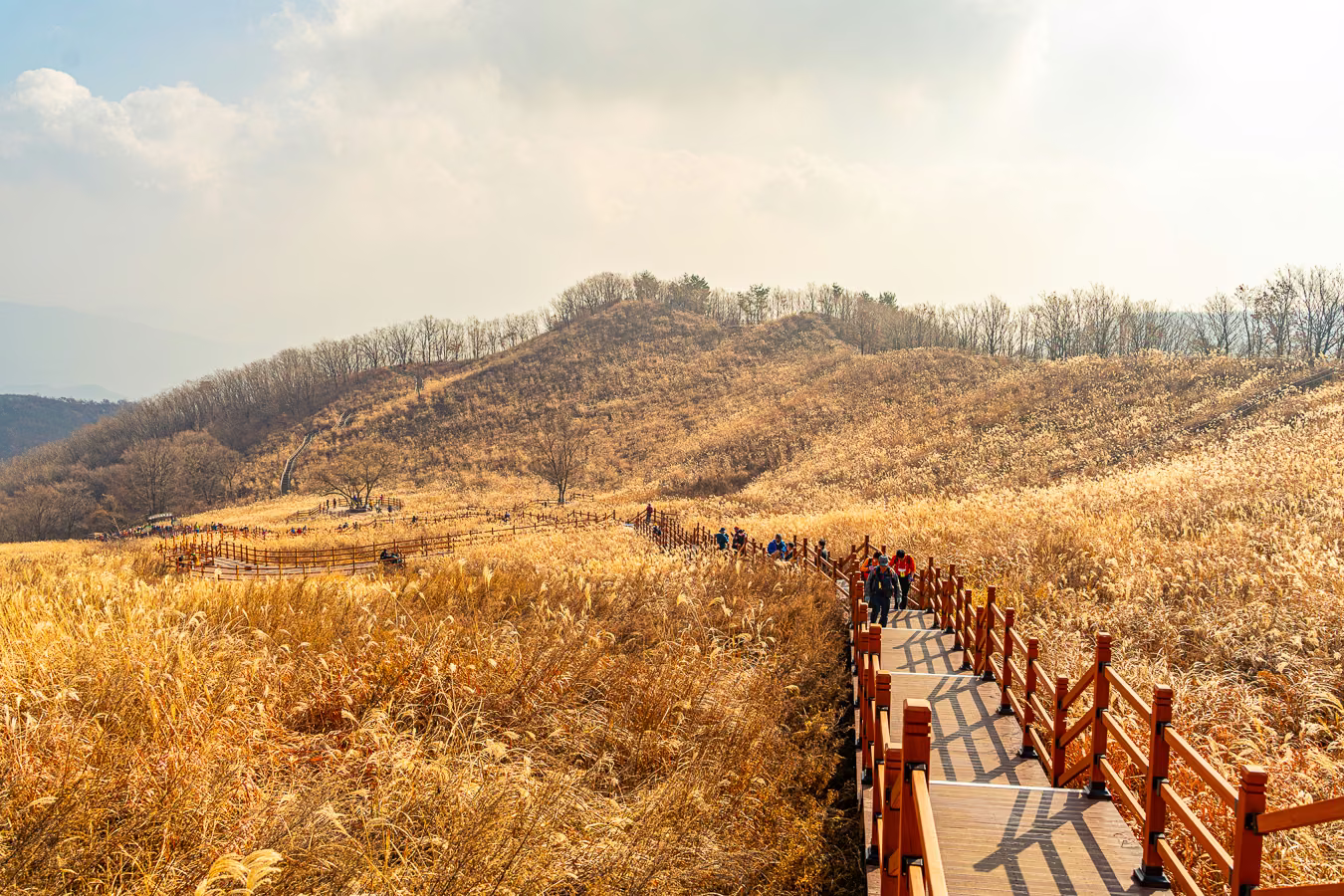 11월 초의 명성산 억새밭과 붉은 난간 데크