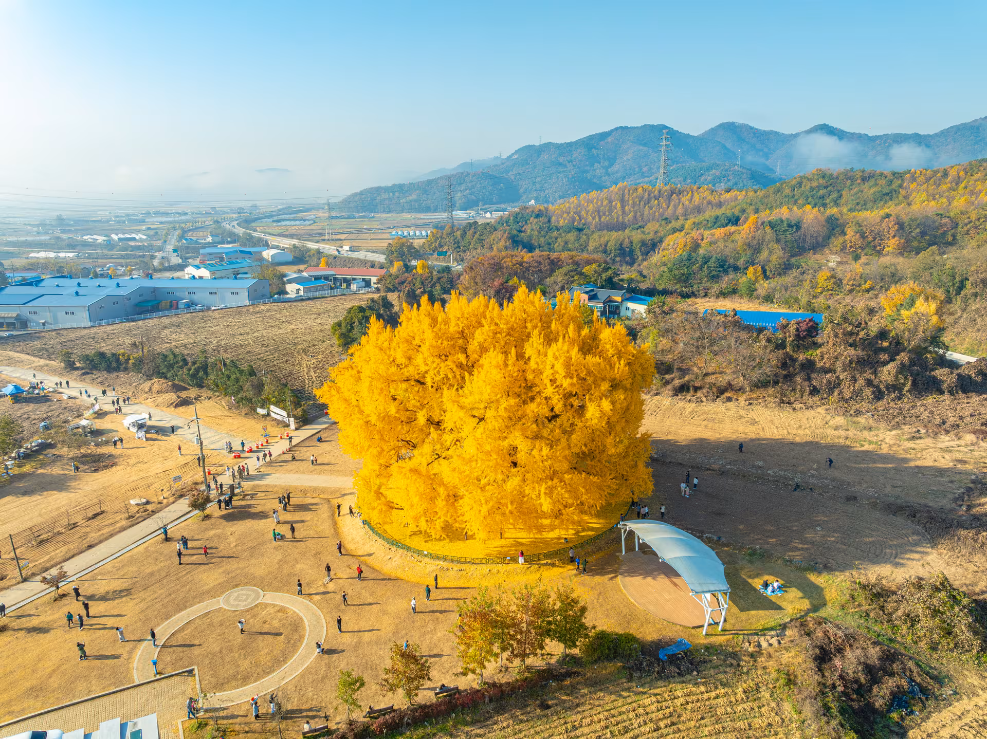 문막읍 들녘과 광장 한가운데 자리한 반계리 은행나무 전경